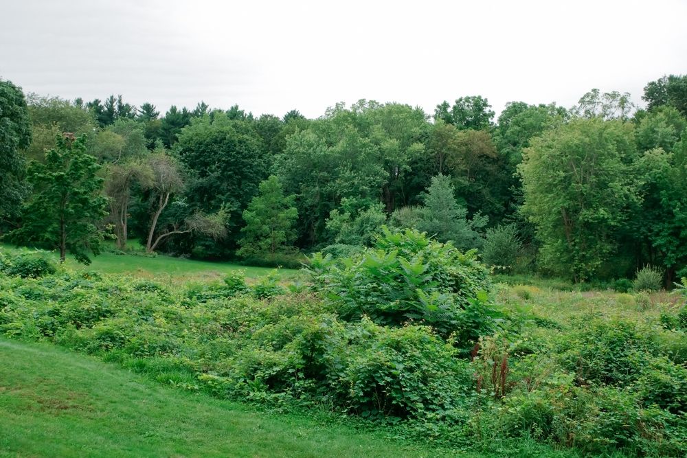 Lush greenery at Larz Anderson Park