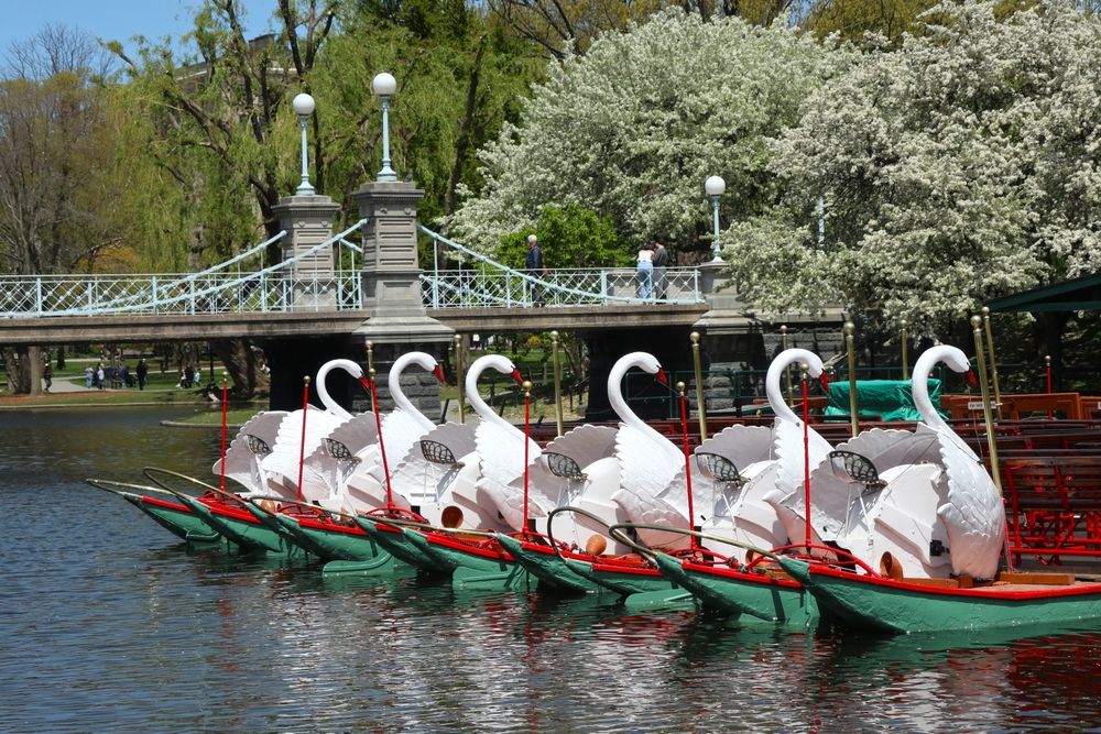 Swan boats at Boston Public Gardens