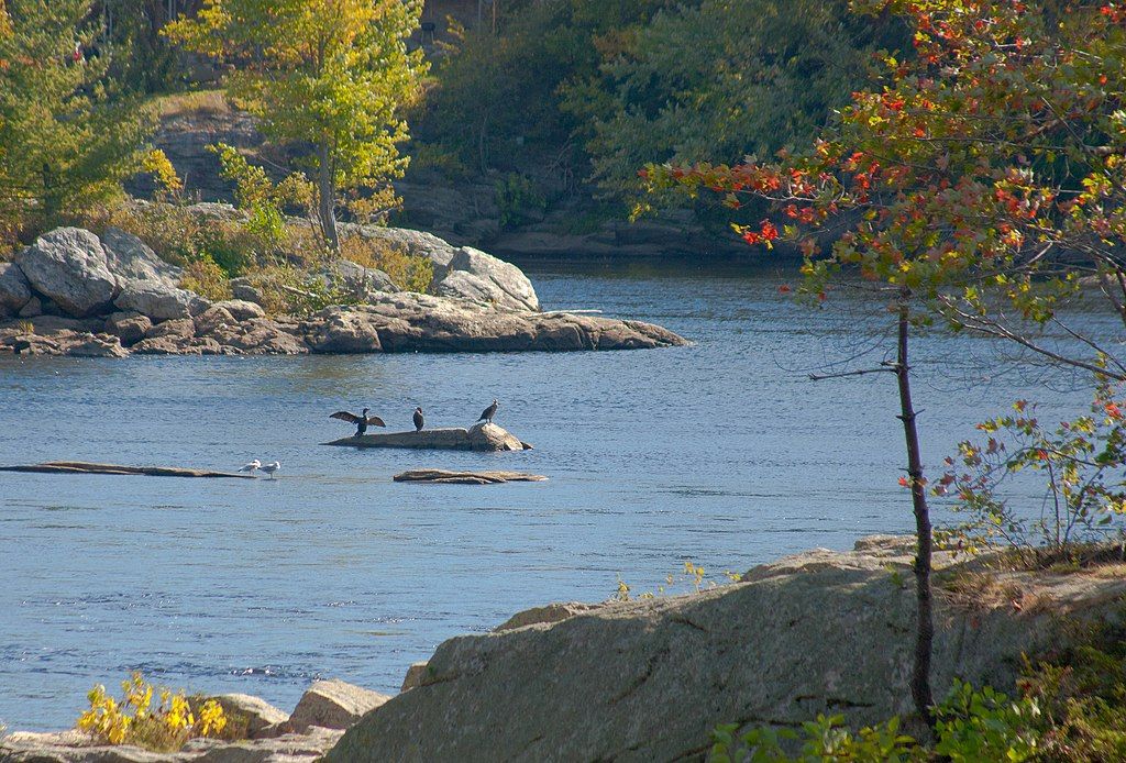 Birds on a rock at Androscoggin River