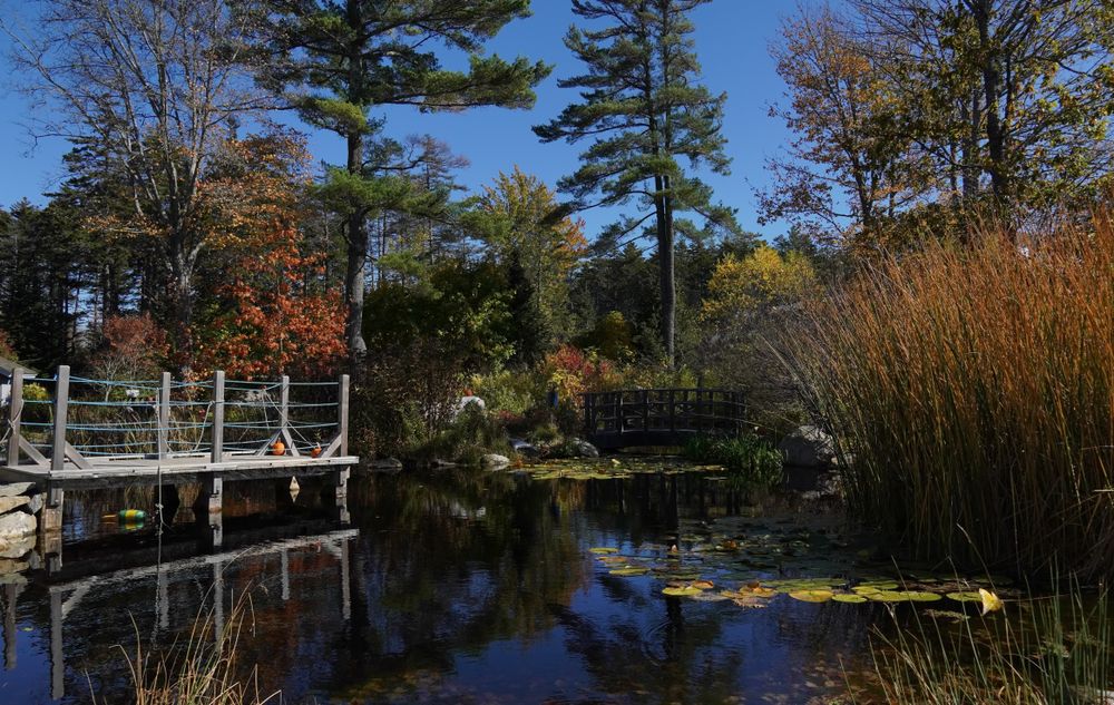 A lily pond at Coastal Maine Botanical Gardens