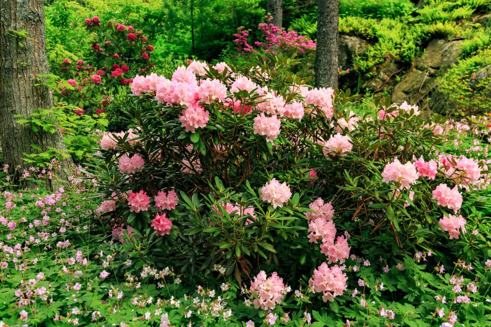Beautiful flowers at Coastal Maine Botanical Gardens