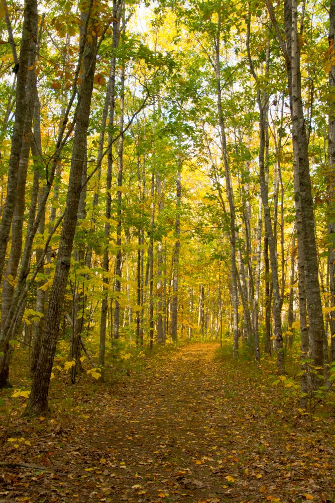 Forest trail at Maquoit Bay Conservation Land