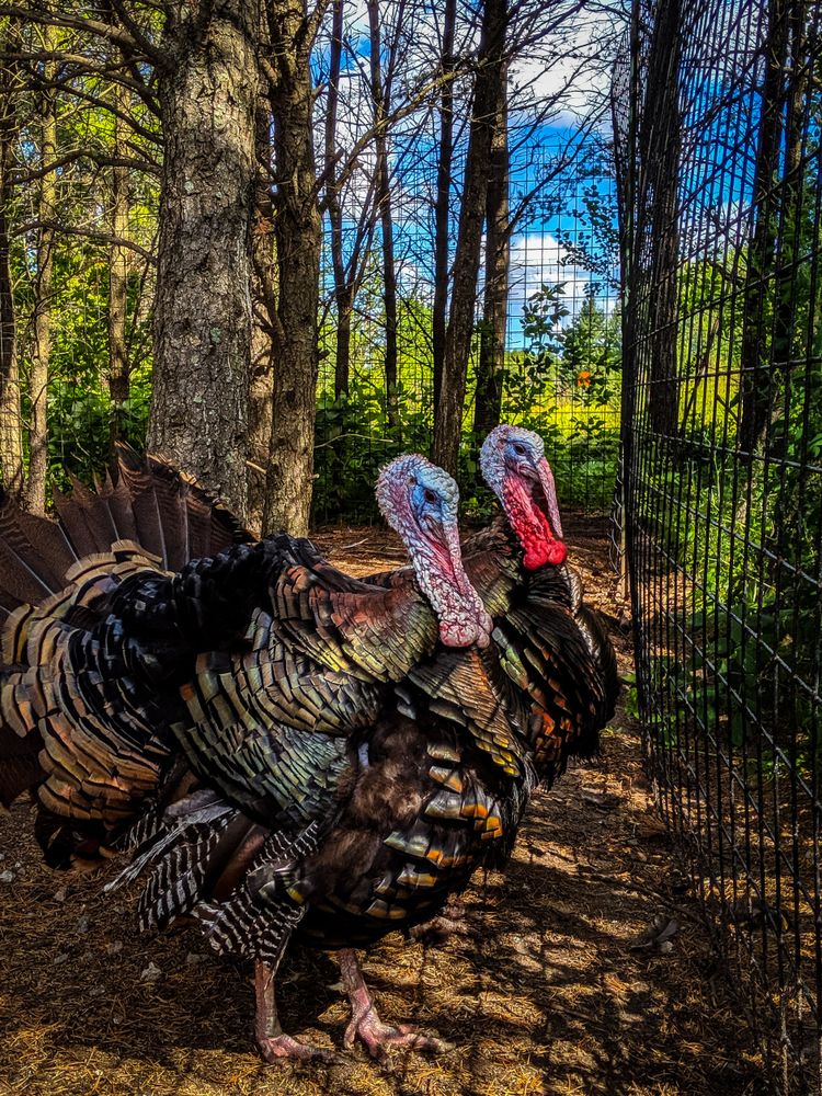 Wild turkeys at Safari North Wildlife Park