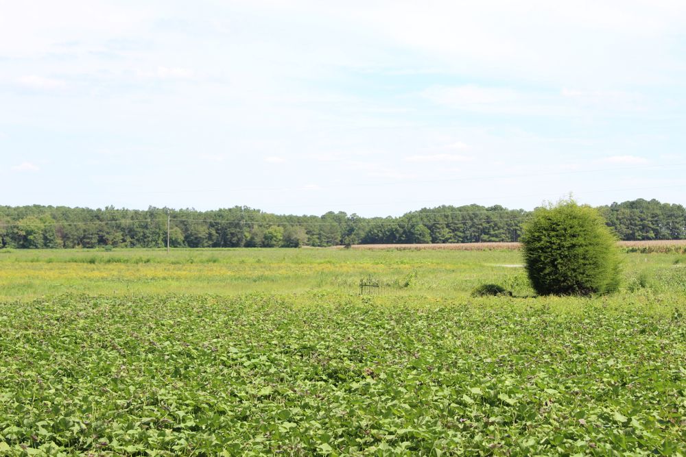The grounds of Bentonville Battlefield State Historic Site
