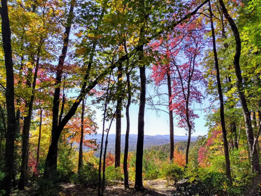 Nature trail at Pisgah Natural Forest