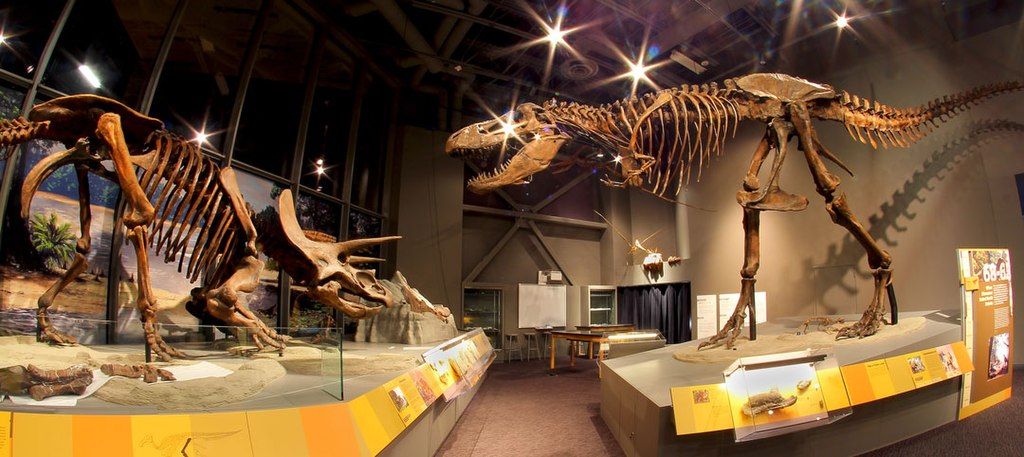 Dinosaur skeletons exhibit in North Dakota Heritage Center & State Museum
