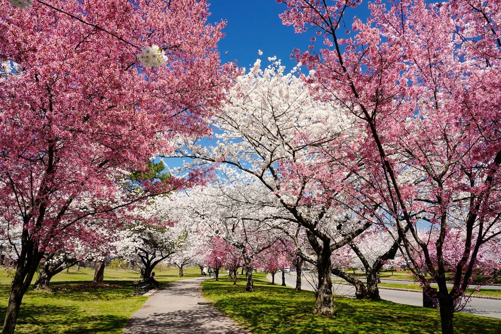 Cherry blossom trees at Branch Brook Park
