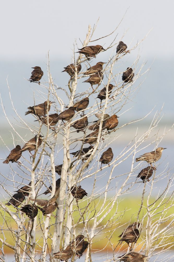 Birds on a bald tree at Edwin B. Forsythe National Wildlife Refuge