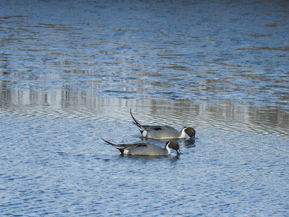 Ducks on Edwin B. Forsythe National Wildlife Refuge's water