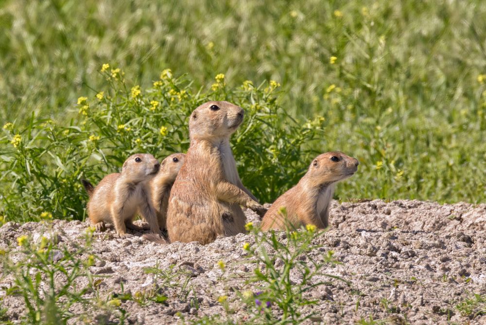 A family of prairie dogs at Roberts Prairie Dog Town