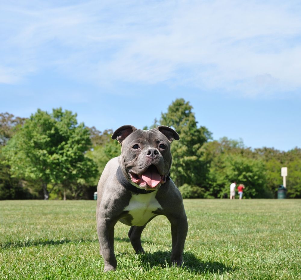 A happy dog at Gardiner County Park