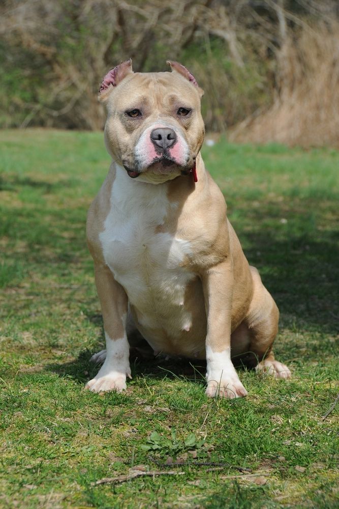 A dog at Gardiner County Park