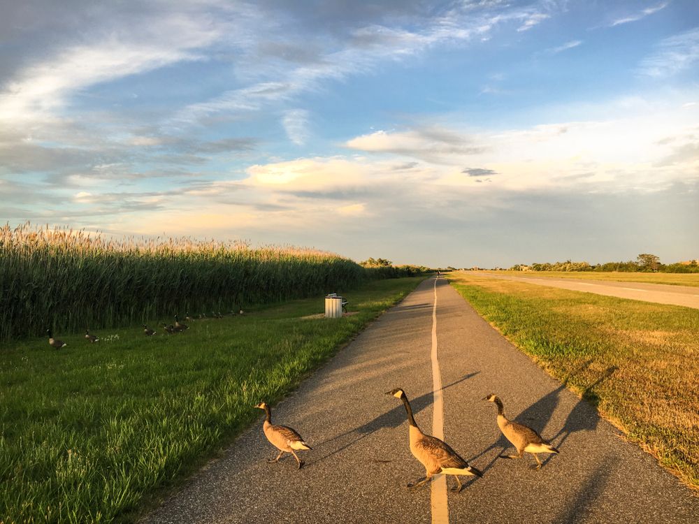 Geese at Heckscher State Park