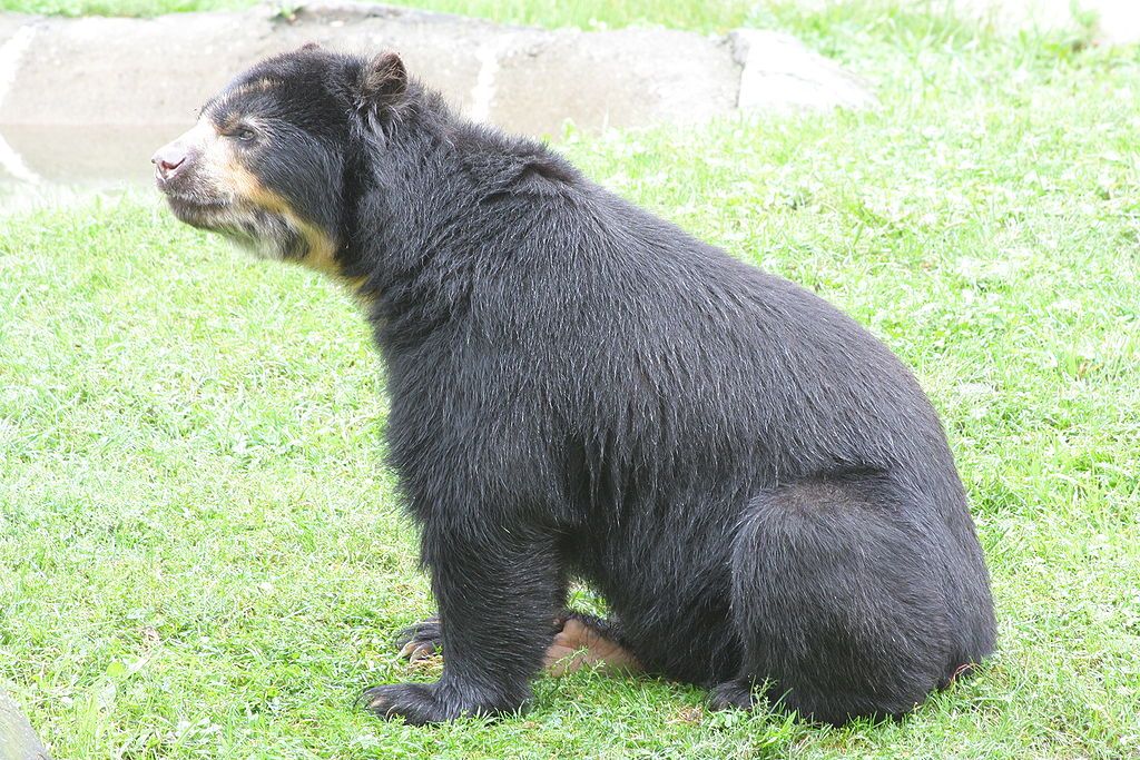 Tremarctos ornatus in Ross Park Zoo