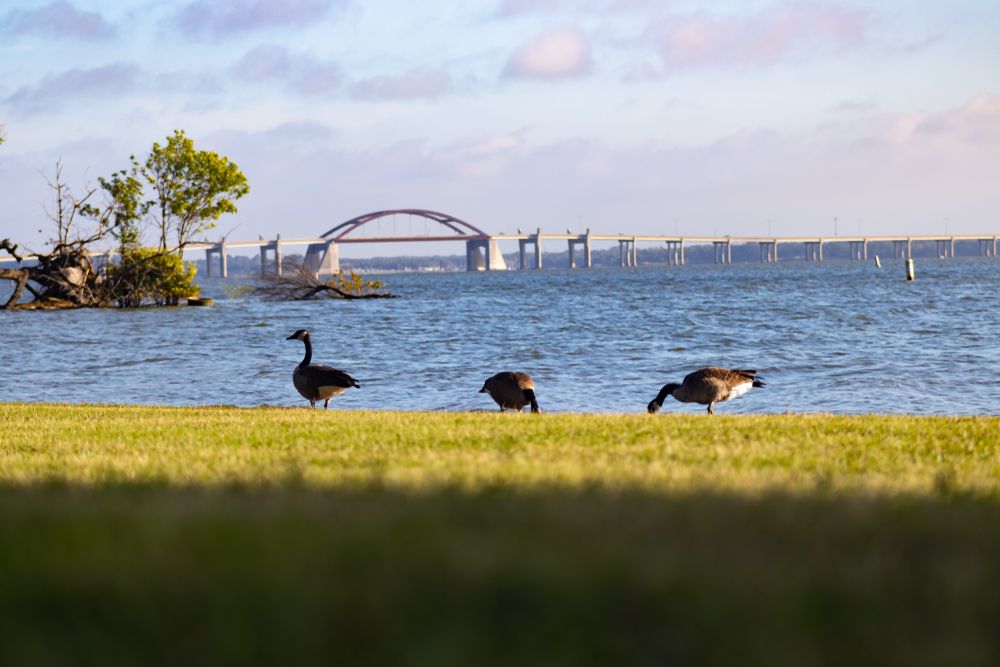 Birds near the water of Lewisville Lake