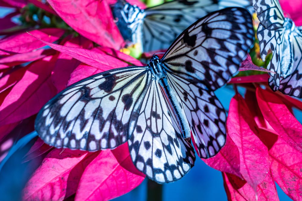 A beautiful butterfly on a vibrant flower at Butterfly World