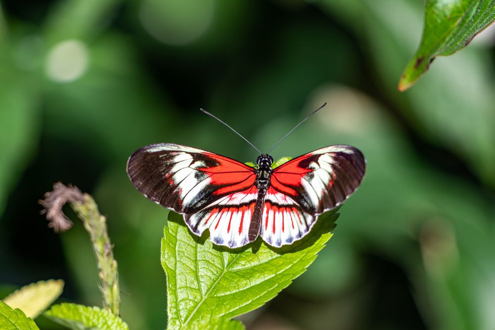 Piano key butterfly at Butterfly World