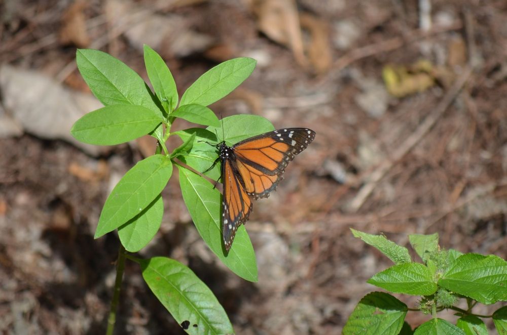 A butterfly on a leaf at Daggerwing Nature Center