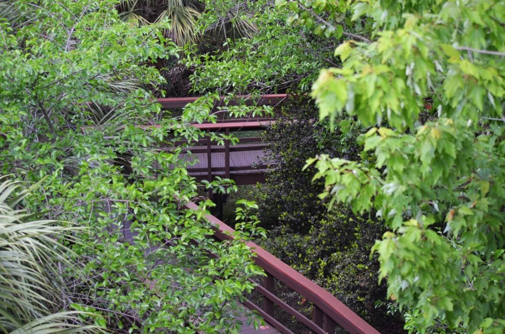 A boardwalk at Daggerwing Nature Center