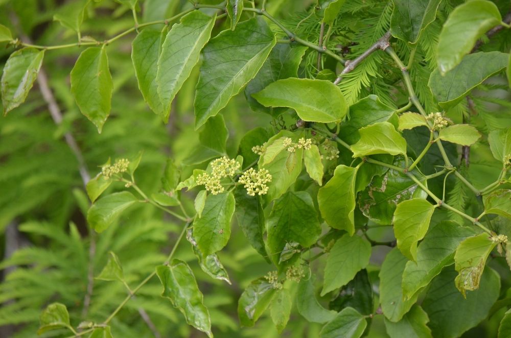 Possum grape plant at Daggerwing Nature Center