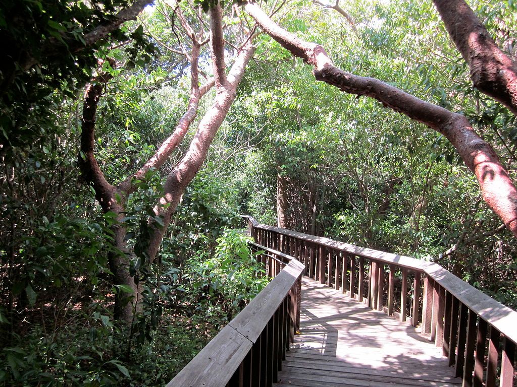 A boardwalk at Gumbo Limbo Nature Center