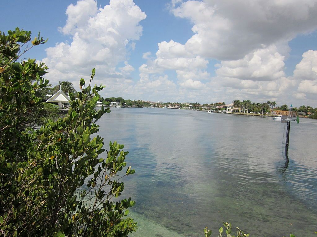 Mangroves near the waters of Gumbo Limbo Nature Center