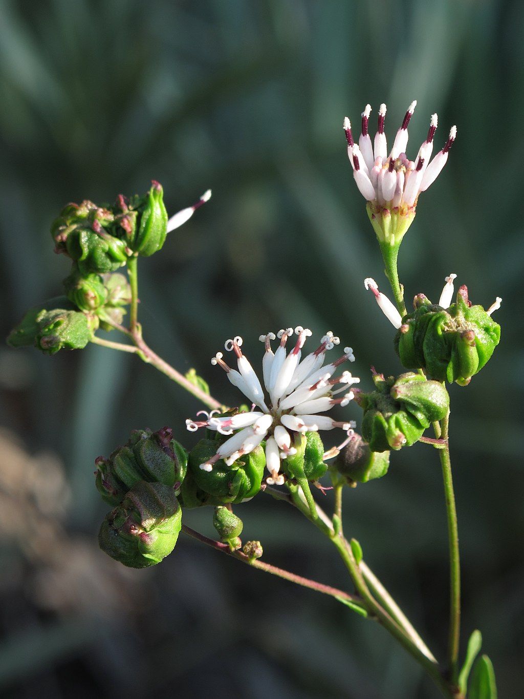 A type of plant along Yamato Scrub Natural Area