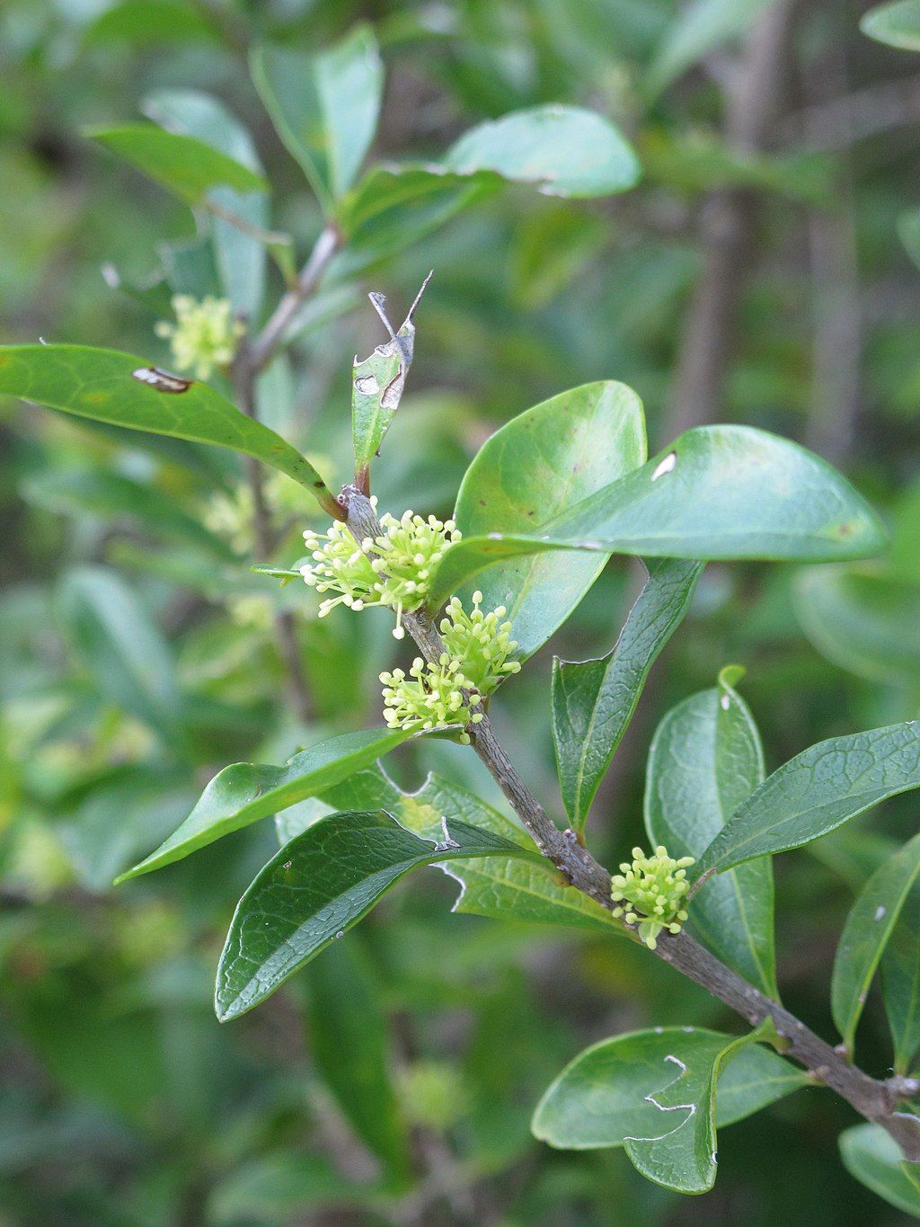 A type of plant along Yamato Scrub Natural Area