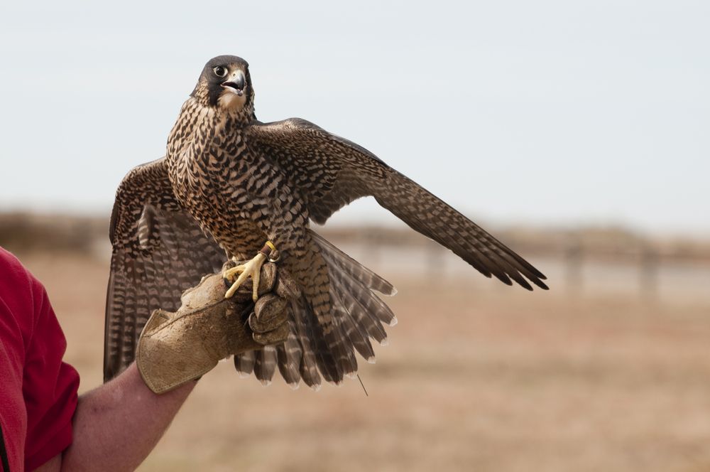 Falcon at World Center for Birds of Prey