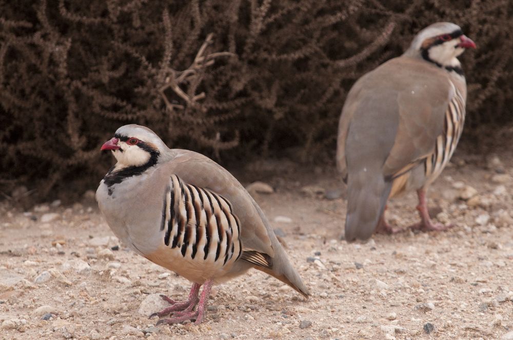 Chukar at World Center for Birds of Prey