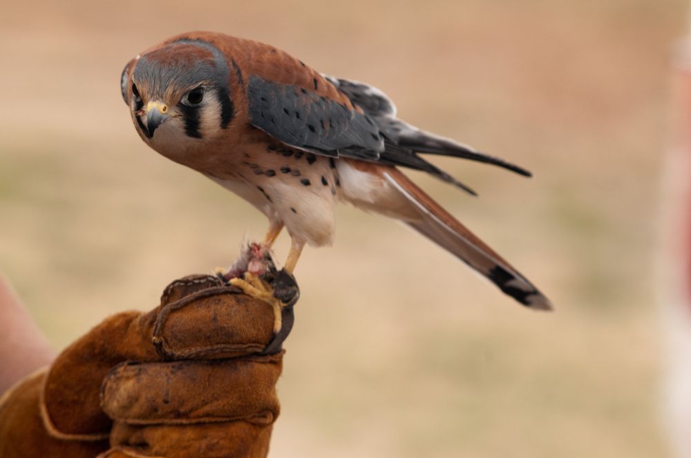 American kestrel at World Center for Birds of Prey