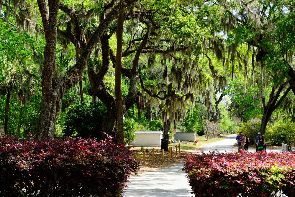 People touring in Bonaventure Cemetery