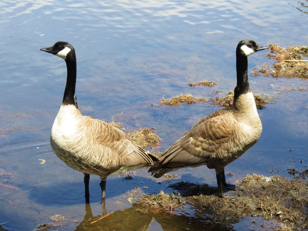 Geese at Drake Park