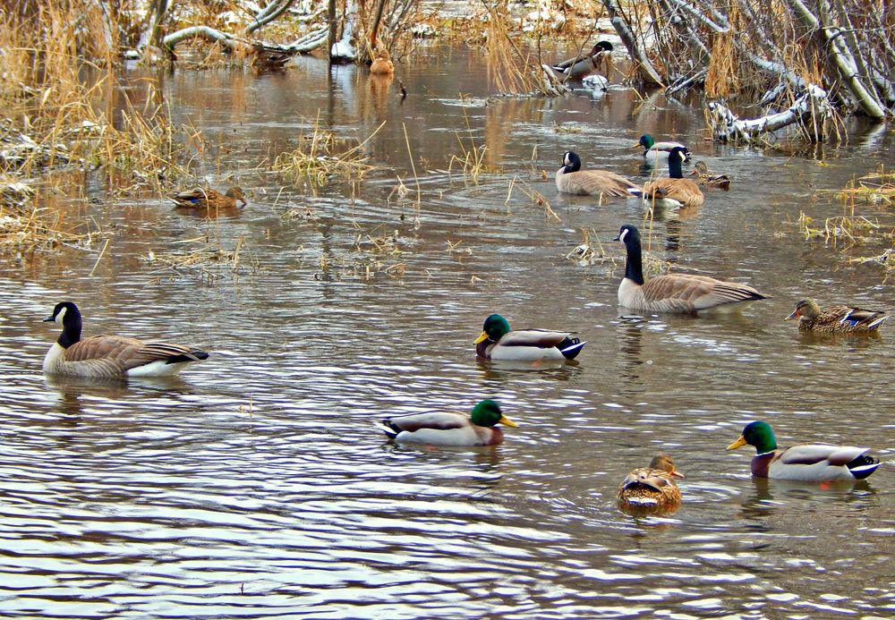 Water fowl on the waters of Sawyer Park