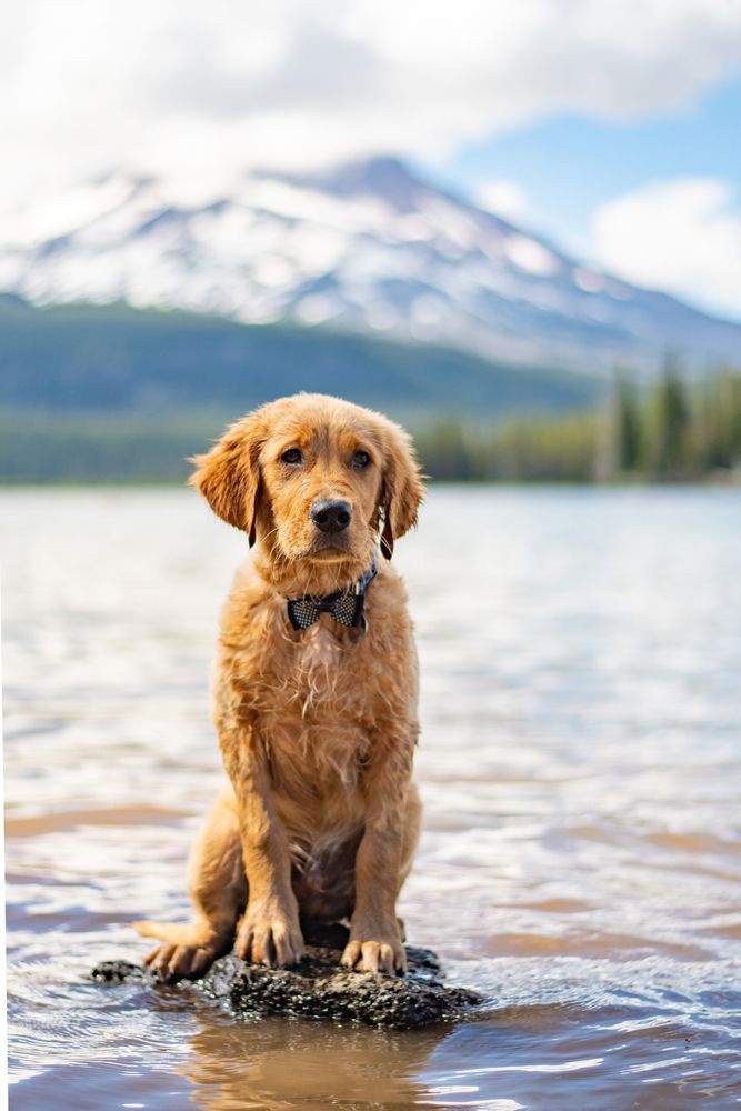 A dog on Sparks Lake