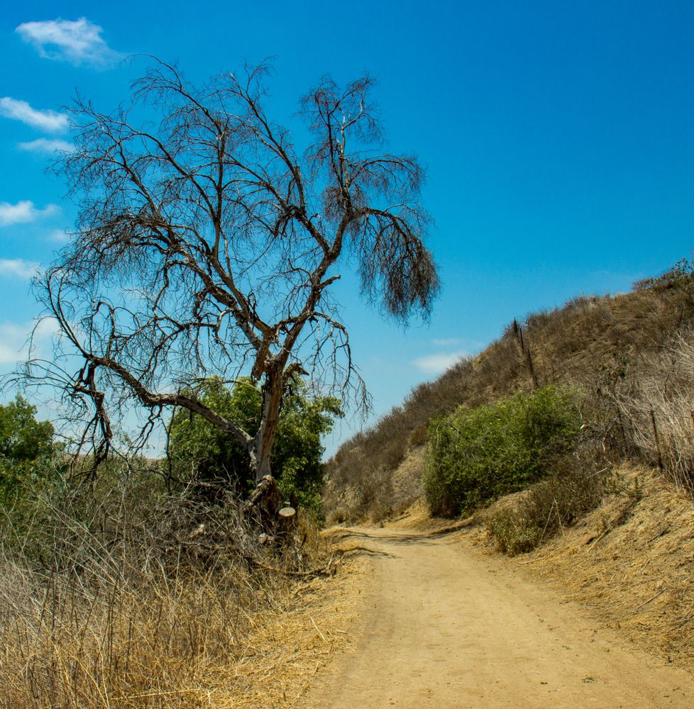 Hiking trail at Carbon Canyon Regional Park