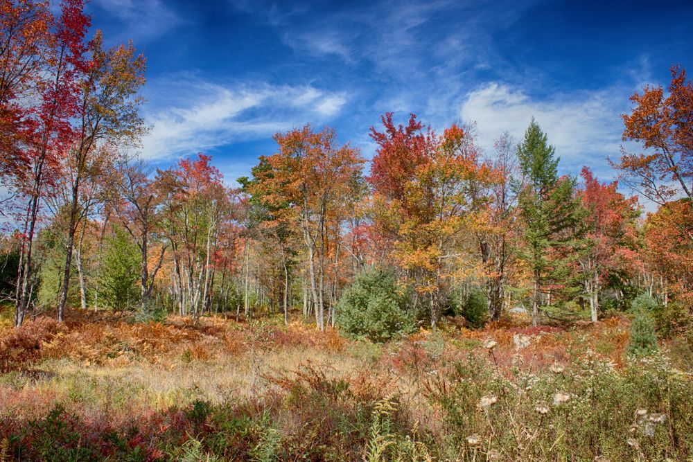 Nature scene at Quehanna Wild Area