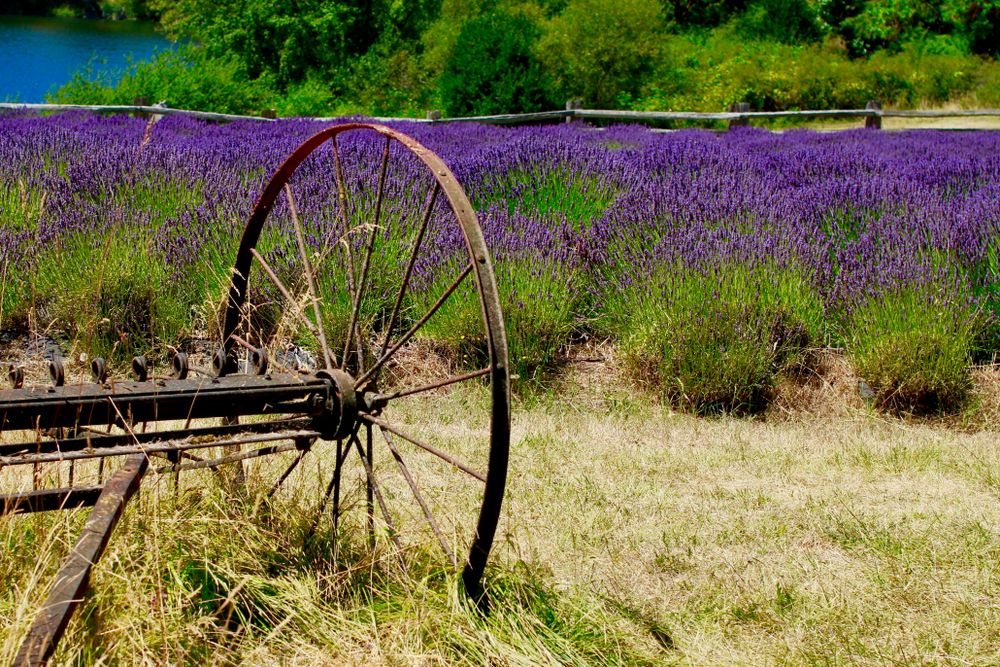 Lavender at Pelindaba Lavender Farm
