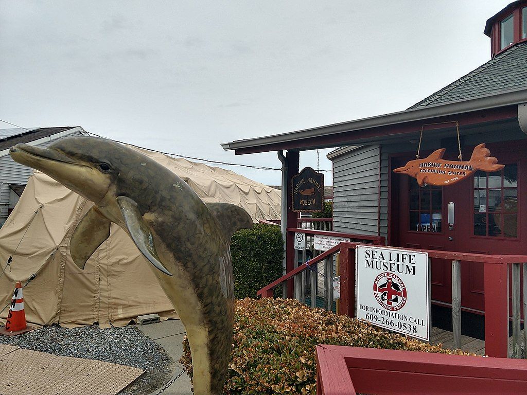 A dolphin statue in front of Marine Mammal Stranding Center Museum