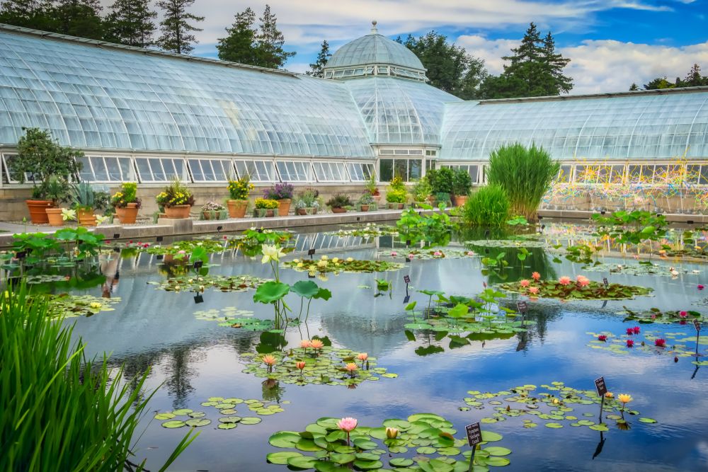 A pond with plants at New York Botanical Garden