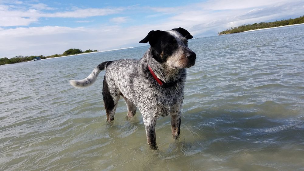 A dog swimming at Dog Beach Park