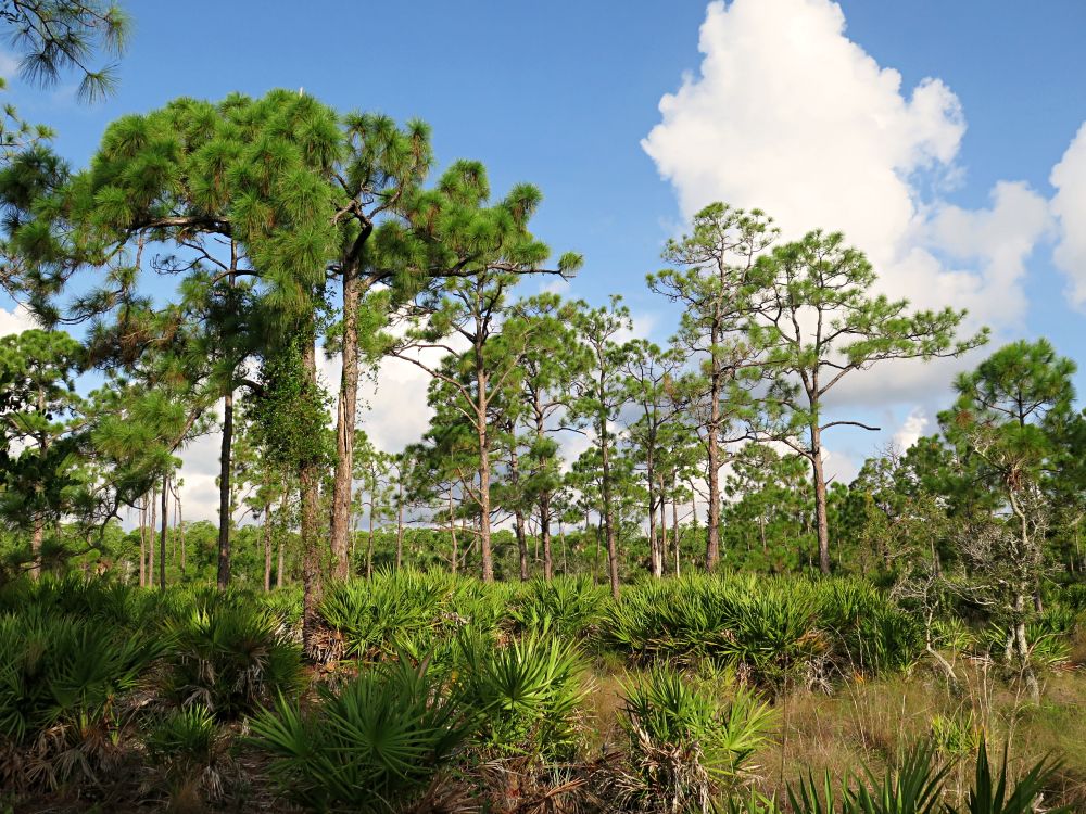 Tall trees at Gordon River Greenway