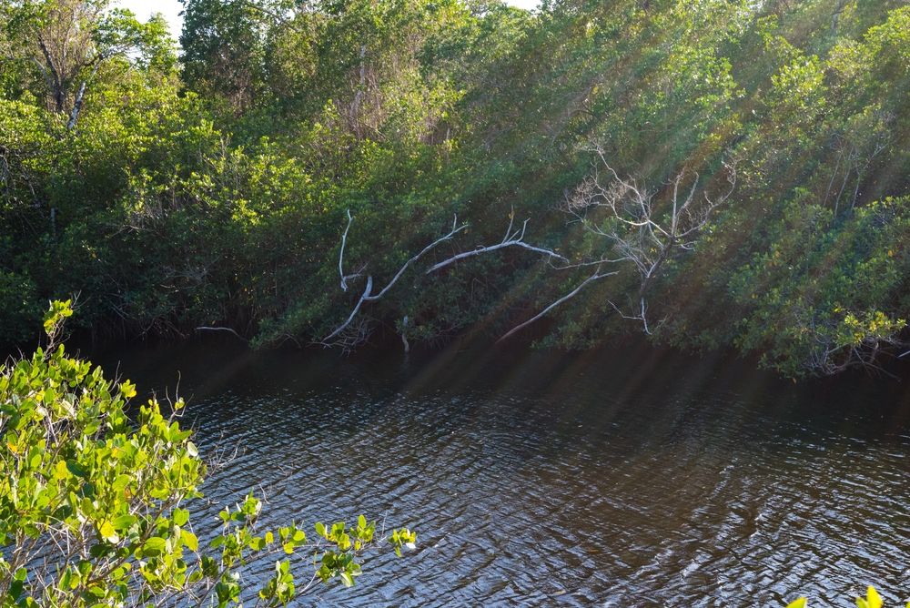 The waters of Gordon River Greenway