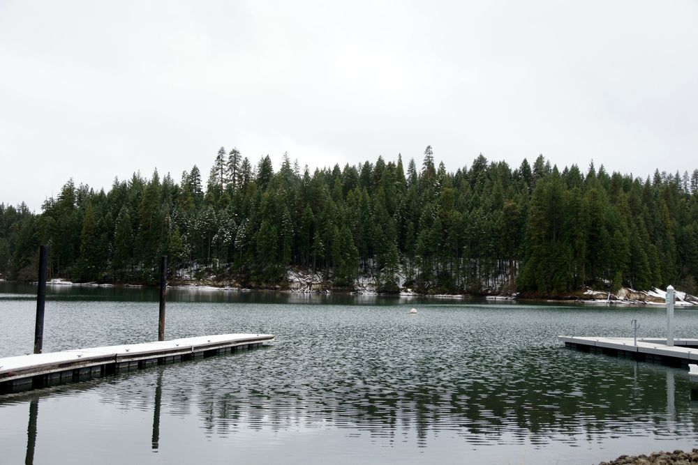 Lush trees near Lake Britton