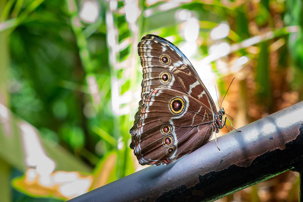 A Butterfly in Cecil B. Day Butterfly Center