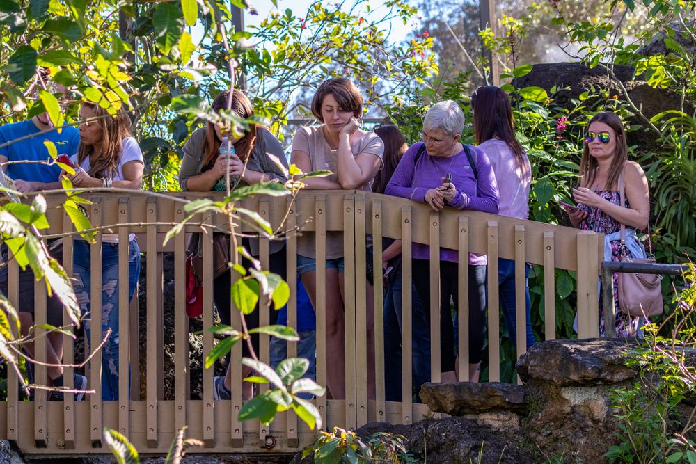 People enjoying the view at Butterfly World