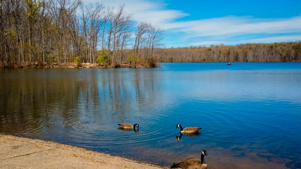 Geese on Burke Lake Park's water