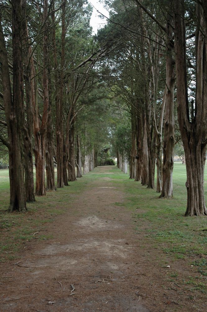Trail lined with trees at George Mason's Gunston Hall
