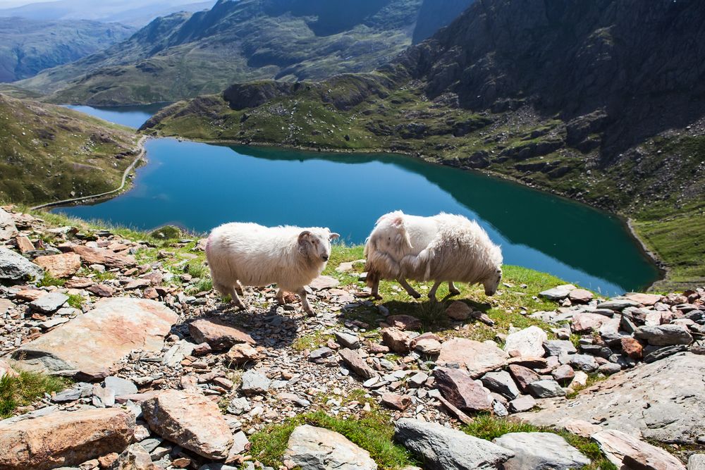 Animals at Snowdonia National Park