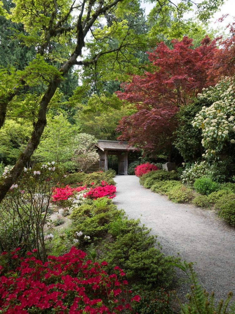 Trail at Bellevue Botanical Garden's Japanese section